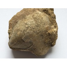 Rhynchostreon sublaevigatus